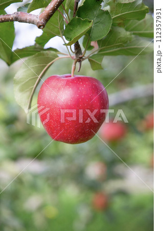 果樹園のリンゴ 112357931