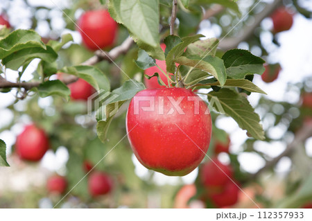 果樹園のリンゴ 112357933
