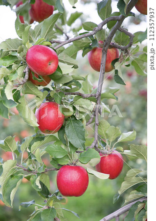 果樹園のリンゴ 果樹園のリンゴ 112357937