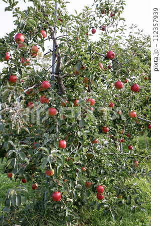 果樹園のリンゴ 果樹園のリンゴ 112357939