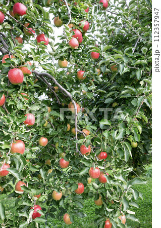 果樹園のリンゴ 112357947