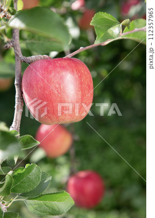果樹園のリンゴ 112357965