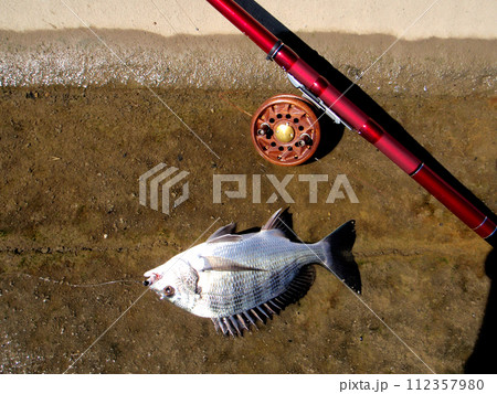 落とし込み釣りで黒鯛の若魚カイズが釣れた 112357980
