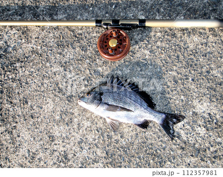 落とし込み釣りで黒鯛の若魚カイズが釣れた 落とし込み釣りで黒鯛の若魚カイズが釣れた 112357981