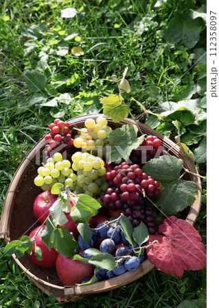 果物狩りイメージ 果物狩りイメージ 112358097