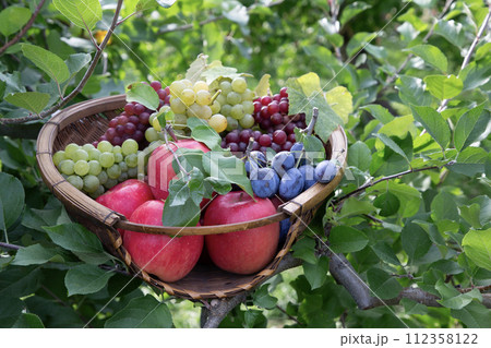 果物狩りイメージ 112358122
