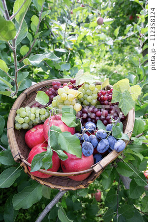 果物狩りイメージ 果物狩りイメージ 112358124