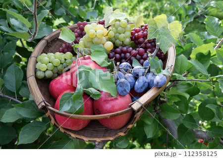 果物狩りイメージ 112358125