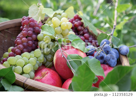 果物狩りイメージ 果物狩りイメージ 112358129