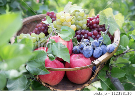 果物狩りイメージ 112358130