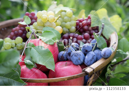 果物狩りイメージ 果物狩りイメージ 112358133