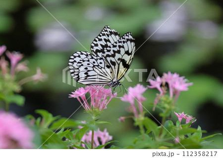 白黒のまだら模様のマダラチョウで、「南国の貴婦人」や「新聞の蝶」とも呼ばれる沖縄県の県蝶オオゴマダラ 112358217