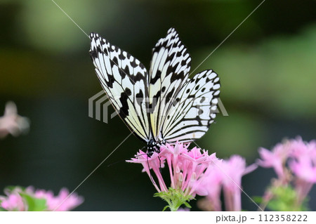 白黒のまだら模様のマダラチョウで、「南国の貴婦人」や「新聞の蝶」とも呼ばれる沖縄県の県蝶オオゴマダラ 白黒のまだら模様のマダラチョウで、「南国の貴婦人」や「新聞の蝶」とも呼ばれる沖縄県の県蝶オオゴマダラ 112358222