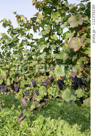 秋のワイン畑 112358280