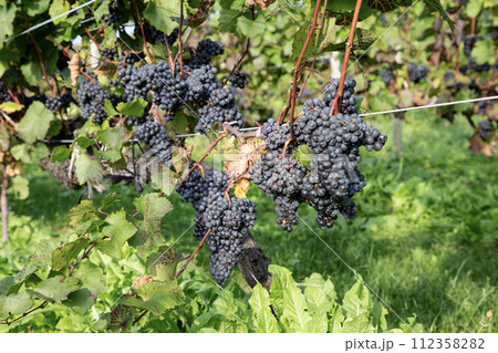 秋のワイン畑 112358282