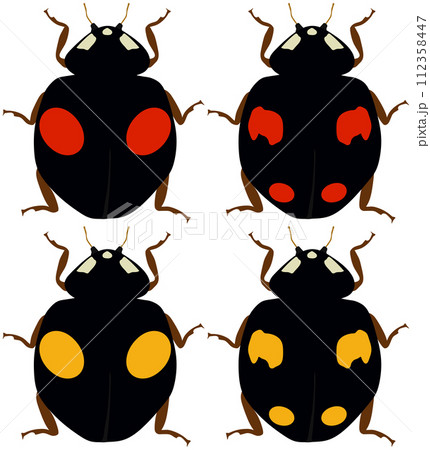 益虫の「ナミテントウ」四種 二紋型 黒地赤二紋 黒地黄二紋 四紋型 黒地赤四紋 黒地黄四紋 益虫の「ナミテントウ」四種 二紋型 黒地赤二紋 黒地黄二紋 四紋型 黒地赤四紋 黒地黄四紋 112358447