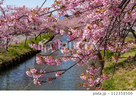 松阪笠松 河津桜 松阪笠松 河津桜 112358500