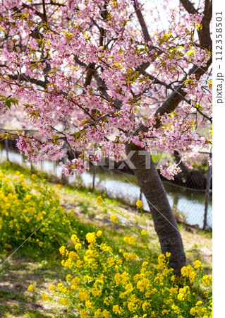 松阪笠松　河津桜 112358501