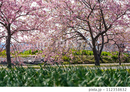 松阪笠松　河津桜 112358632