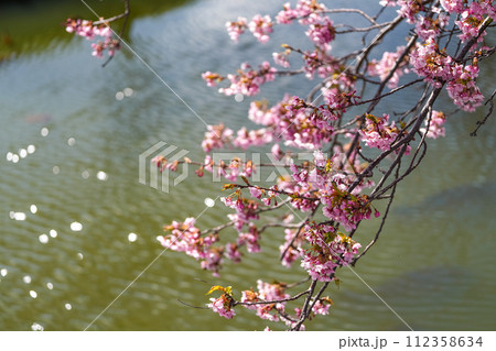 松阪笠松　河津桜 112358634