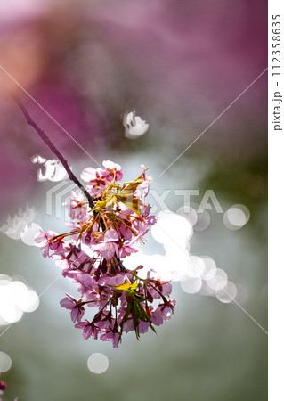 松阪笠松　河津桜 112358635