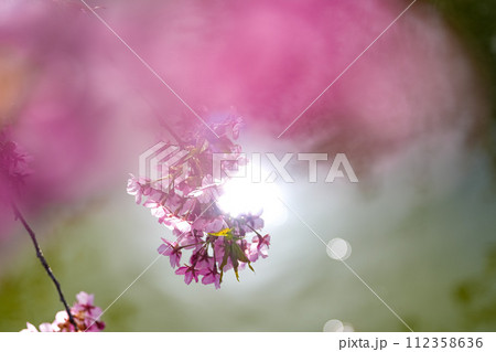 松阪笠松 河津桜 松阪笠松 河津桜 112358636