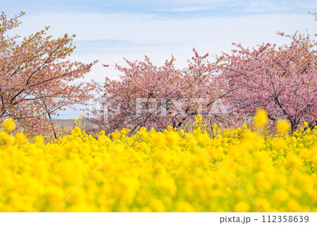 松阪笠松 河津桜 松阪笠松 河津桜 112358639