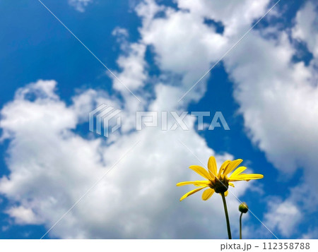 空に向かって咲く花 112358788