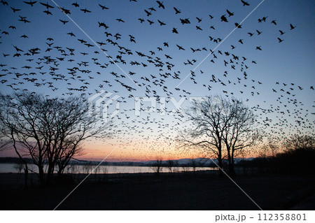 朝焼けに舞うマガンの群れ 112358801