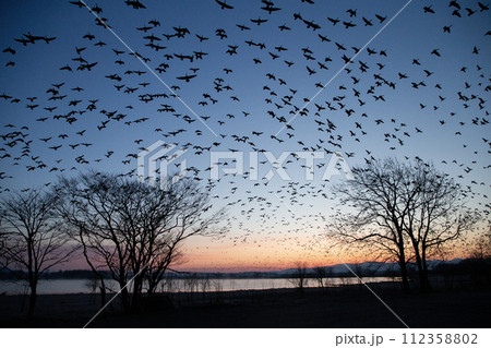 朝焼けに舞うマガンの群れ 112358802