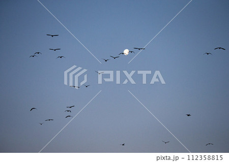朝焼けに舞うマガンの群れ 112358815