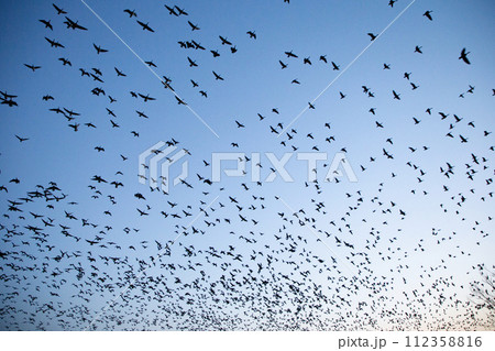 朝焼けに舞うマガンの群れ 112358816