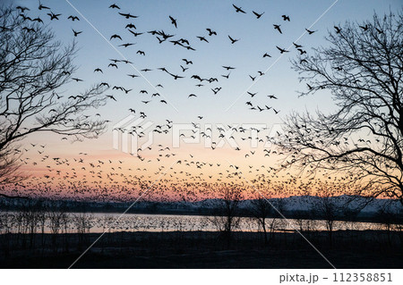 朝焼けに舞うマガンの群れ 朝焼けに舞うマガンの群れ 112358851