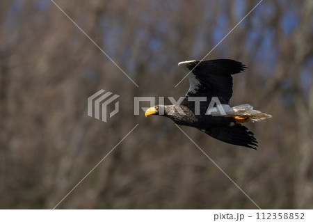 冬枯れの山をバックに悠然と飛ぶオオワシ 112358852