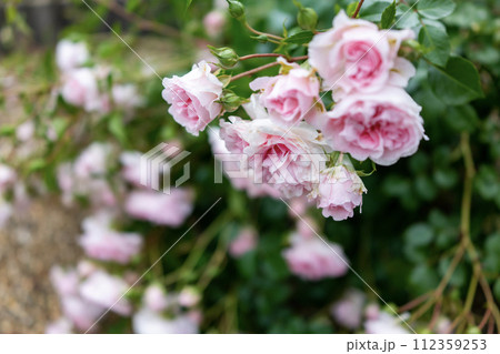 小さなピンクのバラ 小さなピンクのバラ 112359253