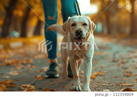 Professional dog walker, Walking dogs on a leash through the park, Canine Companions Professional dog walker, Walking dogs on a leash through the park, Canine Companions 112359804
