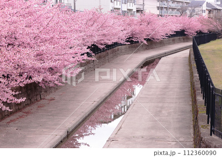 京都 淀水路の河津桜 京都 淀水路の河津桜 112360090