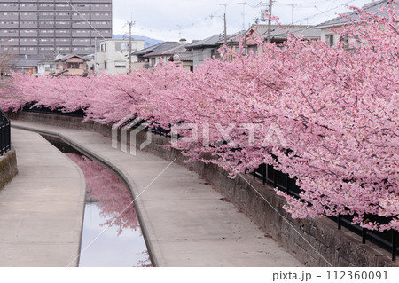 京都　淀水路の河津桜 112360091