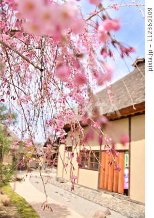満開の枝垂桜と旧樋口家住宅の主屋 112360109