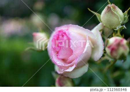 雨に濡れたピンクのバラ 112360346