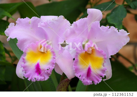ラン科植物の洋ランの女王カトレア(カトレヤ)の花クローズアップ ラン科植物の洋ランの女王カトレア(カトレヤ)の花クローズアップ 112361152