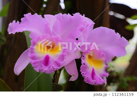 ラン科植物の洋ランの女王カトレア（カトレヤ）の花クローズアップ 112361159