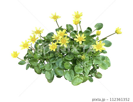 花 ヒメリュウキンカ 地植え 切り抜き 花 ヒメリュウキンカ 地植え 切り抜き 112361352