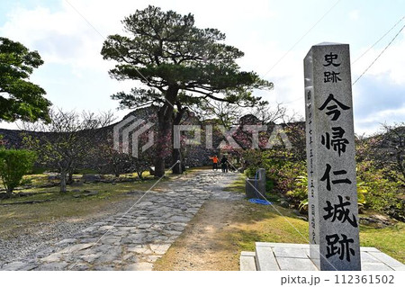今帰仁城跡の桜 今帰仁城跡の桜 112361502