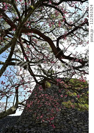今帰仁城跡の桜 今帰仁城跡の桜 112361924