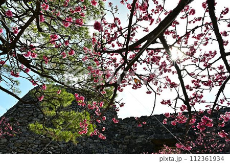 今帰仁城跡の桜 112361934