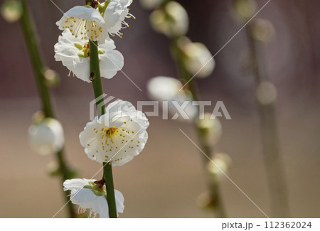 早春の陽射しに映える枝垂れ梅の花 112362024