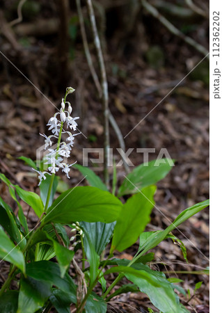 奄美大島 アマミエビネ 奄美大島 アマミエビネ 112362202