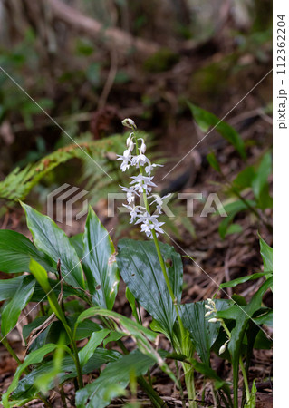 奄美大島　アマミエビネ 112362204