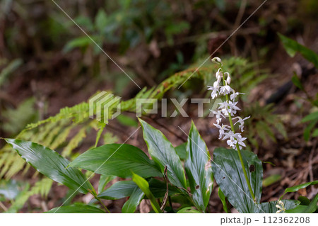 奄美大島　アマミエビネ 112362208
